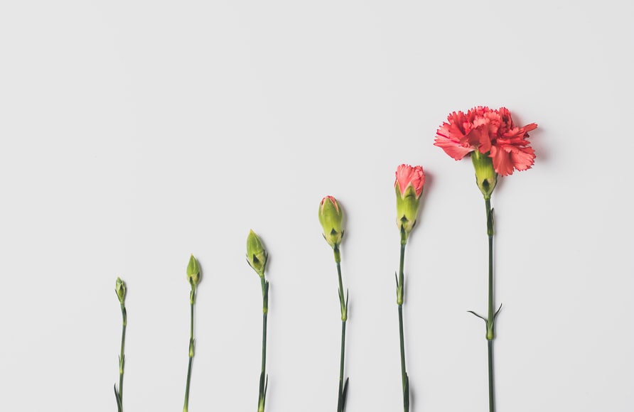 Different sized flowers 