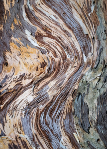 Wavy bark on a tree